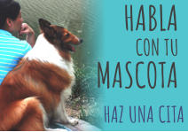 HABLA  CON TU MASCOTA HAZ UNA CITA