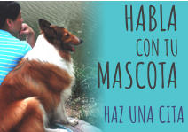 HABLA  CON TU MASCOTA HAZ UNA CITA